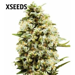 Auto Critical Kush, Фасовка: 5